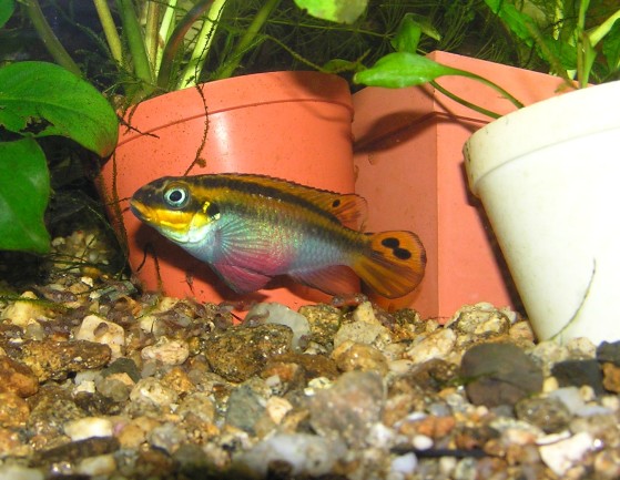Pelvicachromis taeniatus NR 013 -1.jpg