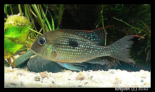 G. camopiensis - female .jpg