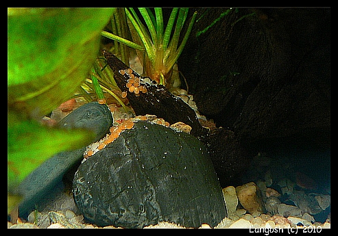 G. camopiensis - eggs.jpg