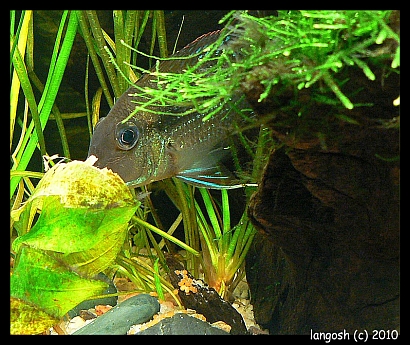 G. camopiensis-female with eggs.jpg