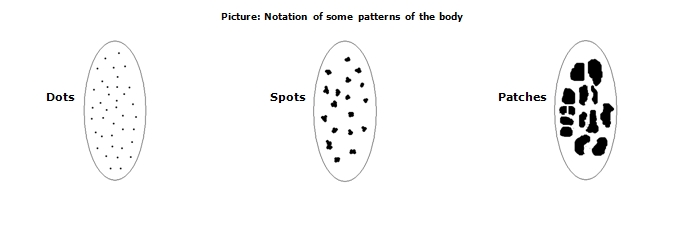 Pict - Notation of some patterns of the body.jpg